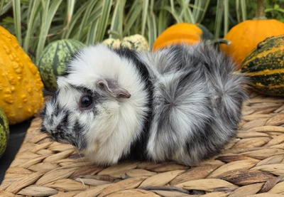 Rosetten Mädel Freya